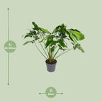 Philodendron Green Wonder – Ø 24 cm, 100 cm hoch