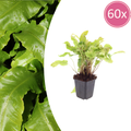 Asplenium scolopendrium (Schlauchwedel) – 60 Pflanzen, Ø9 cm, 10–25 cm hoch