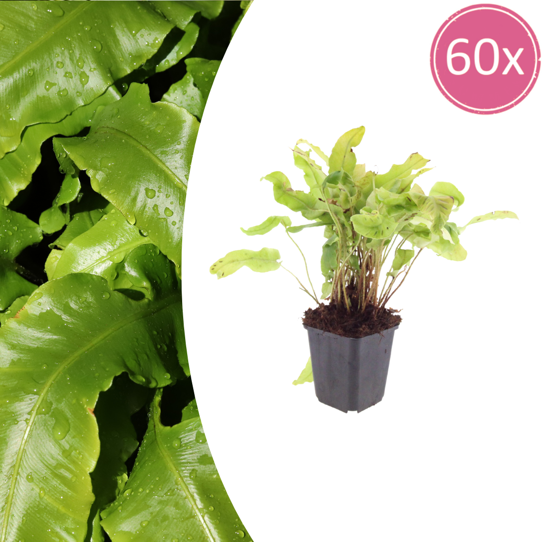 Asplenium scolopendrium (streepvaren) – 60 planten, Ø9 cm, 10–25 cm hoog