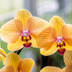 Phalaenopsis 'Niagara Falls' (orchidee) in Poppy sierpot peach – Ø12 cm