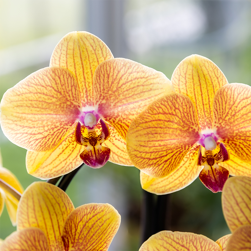 Phalaenopsis 'Niagara Falls' (orchidee) in Poppy sierpot peach – Ø12 cm