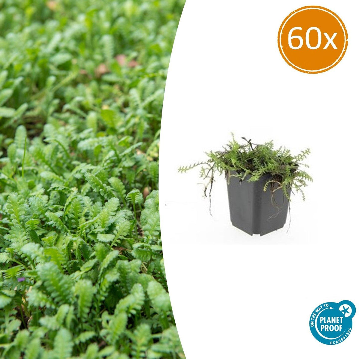 Leptinella squalida – 60 planter, Ø9 cm, 10–25 cm høje – billede 2