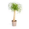 Beaucarnea recurvata Trunk (Elephant's Foot) – Ø24 cm, 80–100 cm high