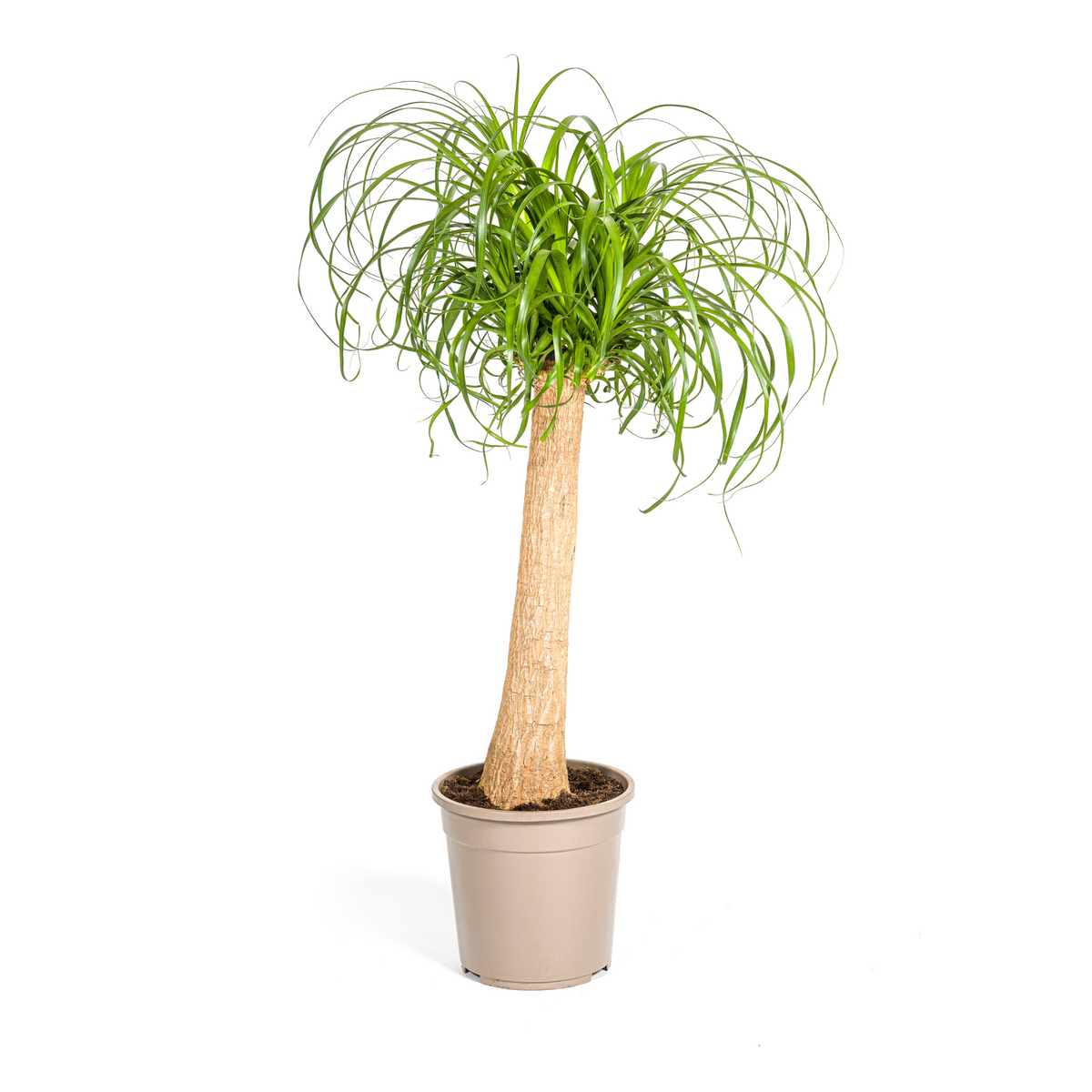Beaucarnea recurvata Stam (olifantspoot) – Ø24 cm, 80–100 cm hoog