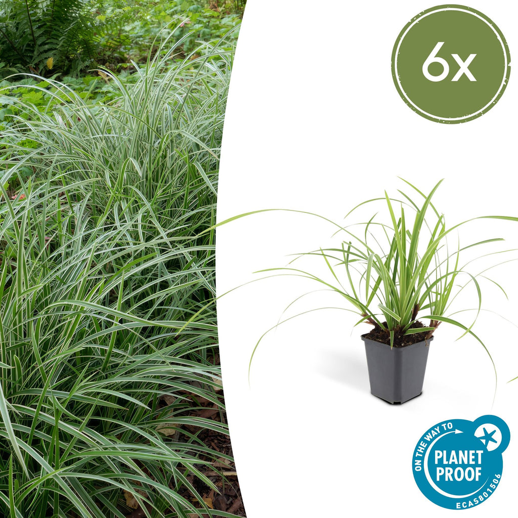 Carex morrowii 'Ice Dance' (Segge) – 6 Pflanzen, Ø9 cm, 10–25 cm hoch