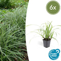 Carex morrowii 'Ice Dance' (Segge) – 6 Pflanzen, Ø9 cm, 10–25 cm hoch