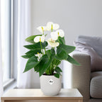 Anthurium White (flamingoplant) – Ø12 cm, 43 cm hoog