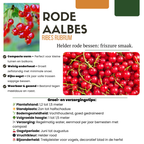 Redcurrant (Ribes uva-crispa) organic – 3 plants, Ø13 cm, 20 cm high