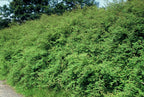 Symphoricarpos ch. 'Hancock' (snowberry) – 6 plants, Ø9 cm, 10–25 cm high