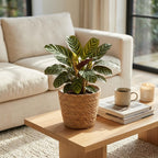 4× Ctenanthe burle-marxii (plante-épi de blé) avec panier – Ø12 cm, 30 cm de haut