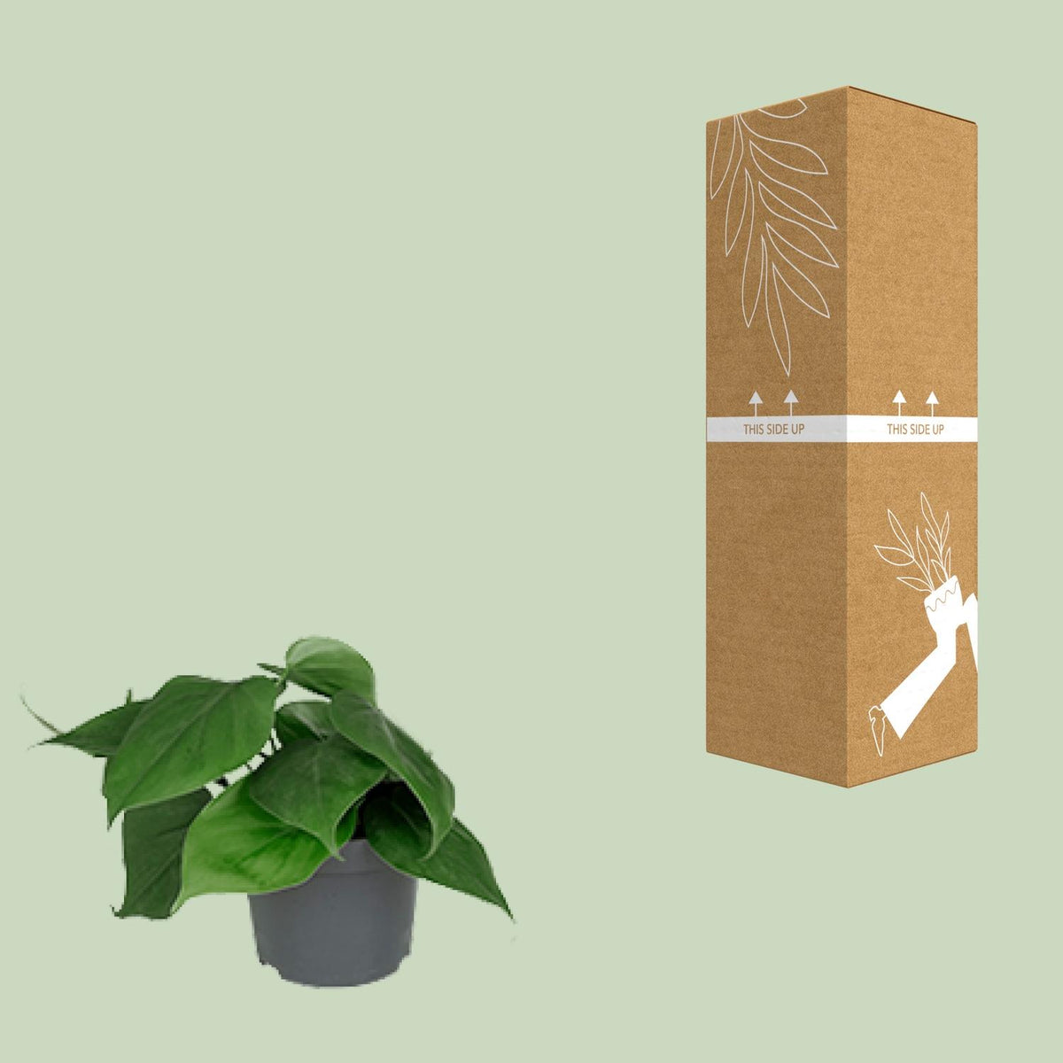 Philodendron scandens – Ø 12 cm, 15 cm hoch