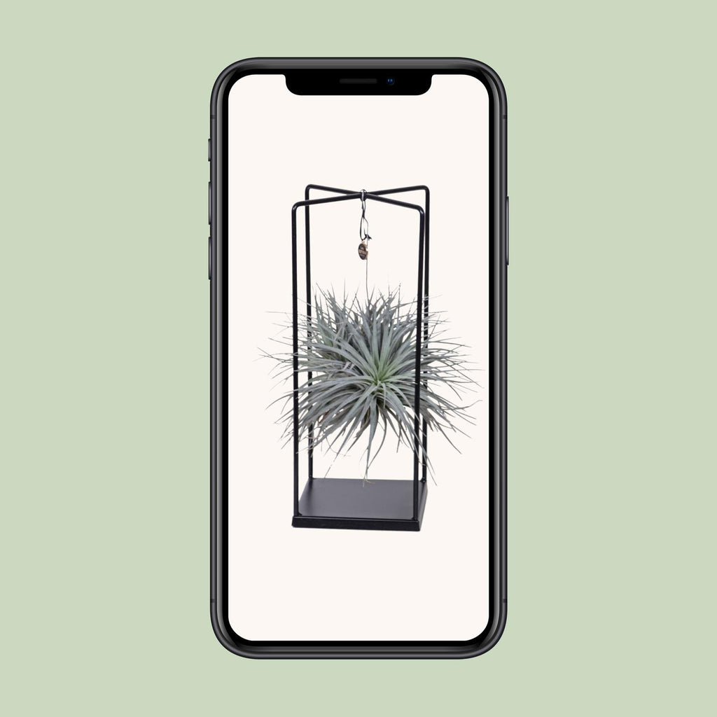 Tillandsia Cube Mix 1 Stück (Luftpflanze) – Ø20 cm, 20 cm hoch