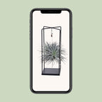 Tillandsia Cube Mix 1 Stück (Luftpflanze) – Ø20 cm, 20 cm hoch