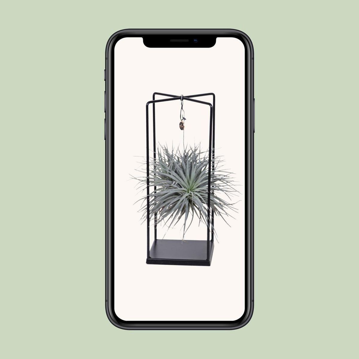 Tillandsia Cube Mix 1 Stück (Luftpflanze) – Ø20 cm, 20 cm hoch