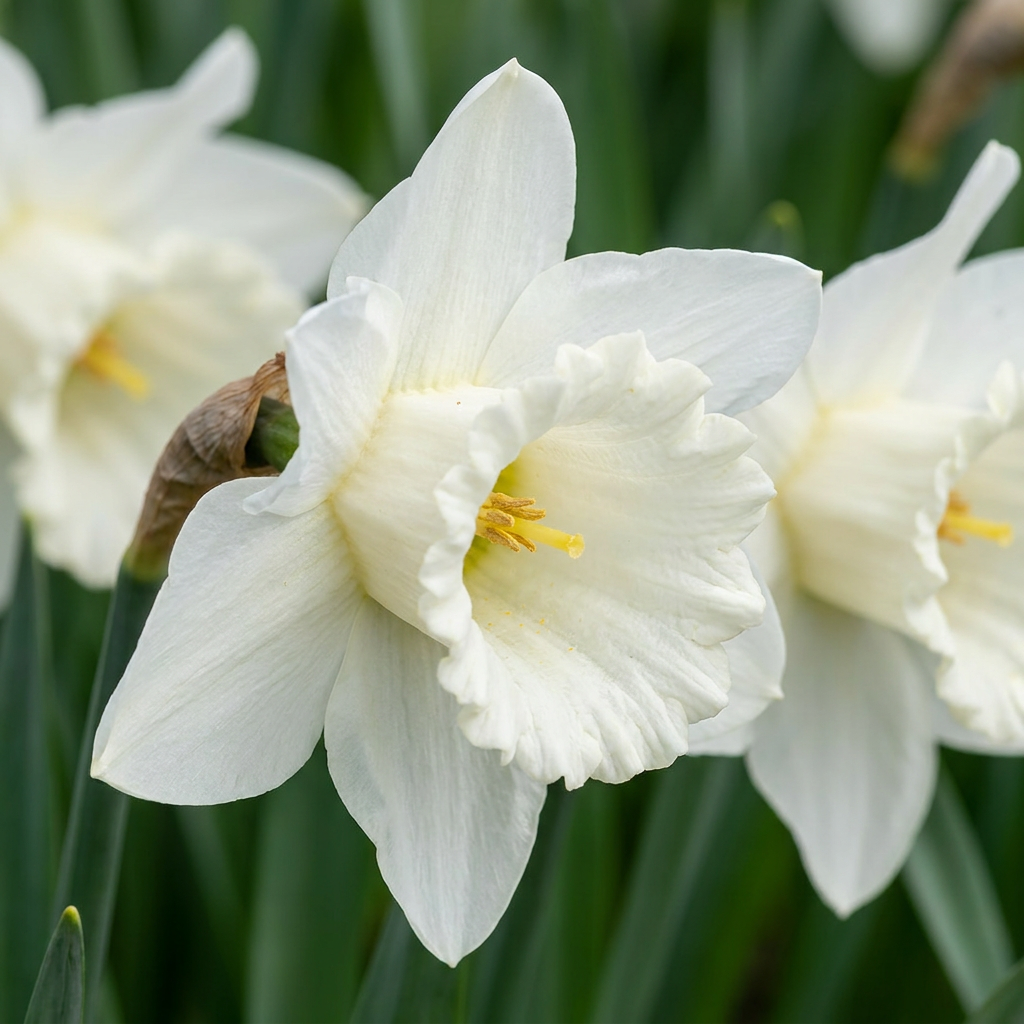 Narcis 'Mount Hood' – 60 blomsterløg (løgstørrelse 10/12)