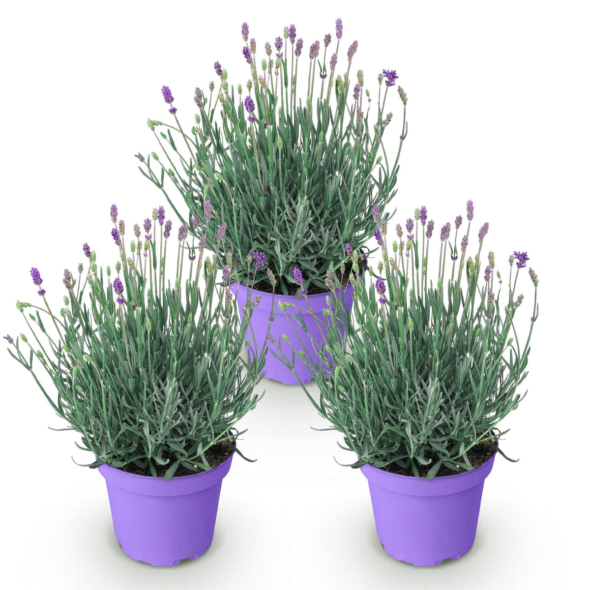 Lavandula angustifolia 'Munstead' (lavendel) – paars – 3 planten, Ø12 cm, 15–25 cm hoog