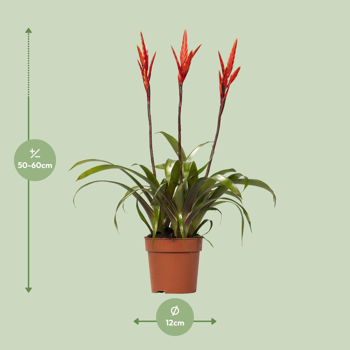 Vriesea Elan Büschel (Bromeliaceae) – Ø12 cm, 55 cm hoch