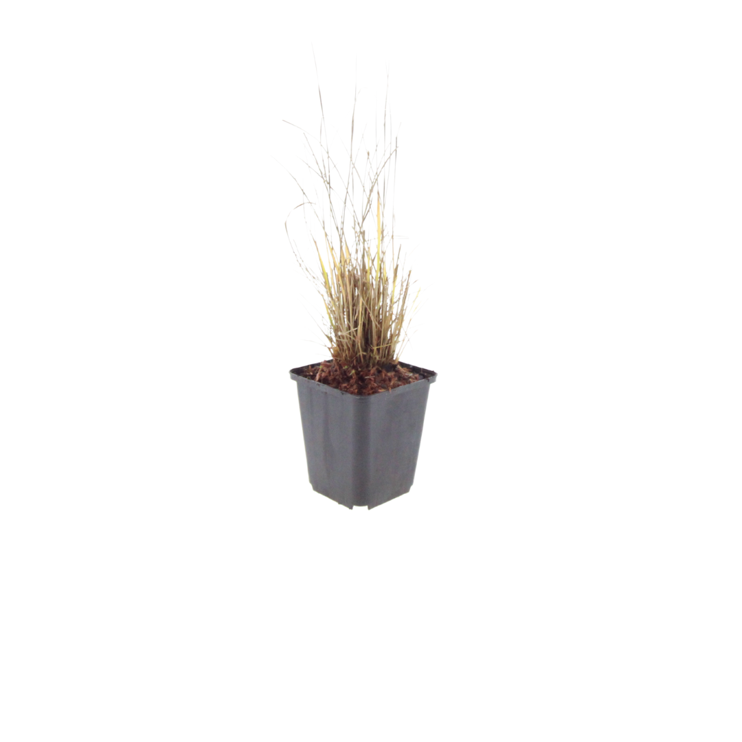 Calamagrostis brachytricha (struisriet) – 6 planten, Ø9 cm, 10–25 cm hoog