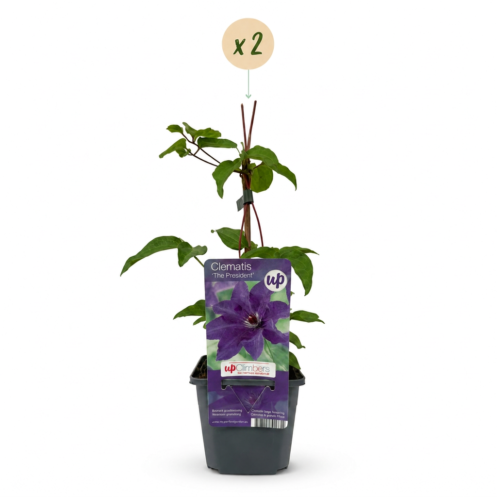 Clematis 'The President' (bosrank) – paars – 2 planten, Ø9 cm, 35 cm hoog