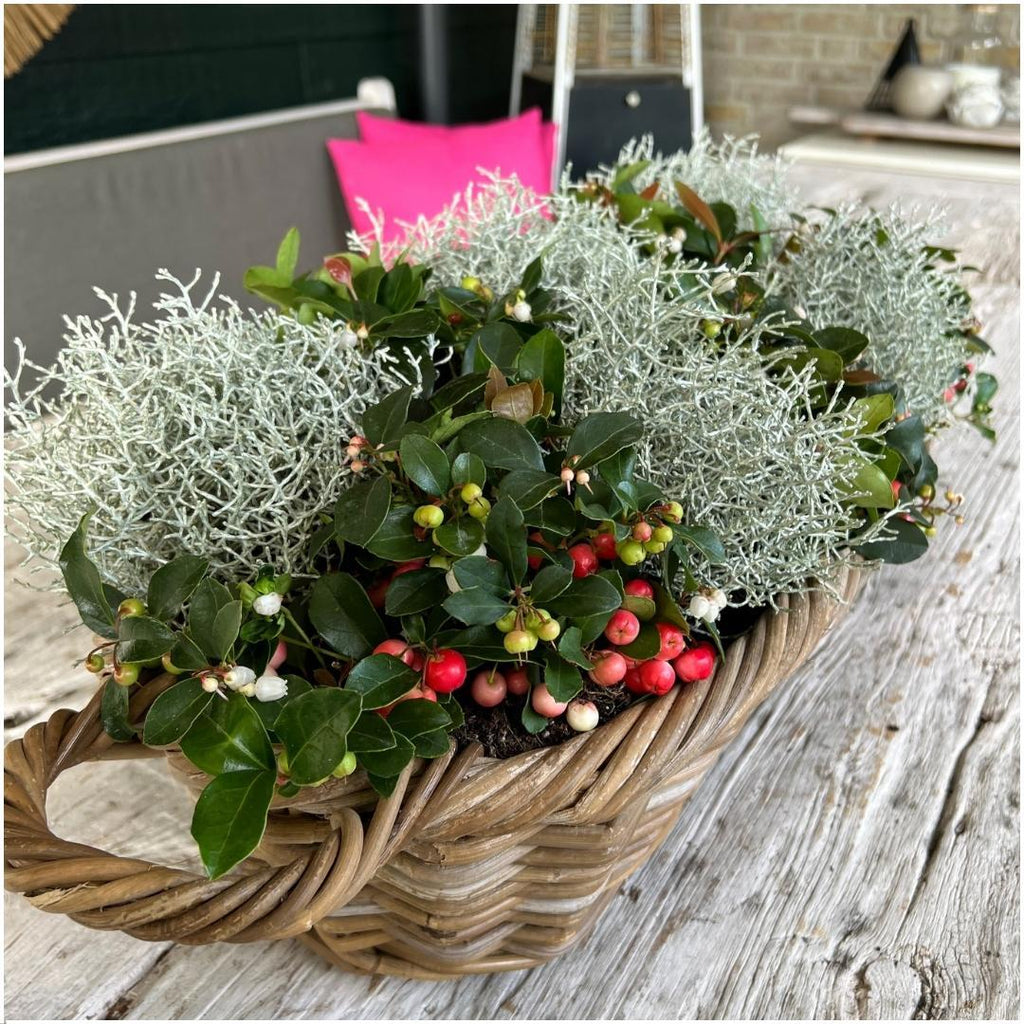 Gaultheria '+ 3x Calocephalus' (mountain tea) – Ø10 cm, 15 cm high – photo 2