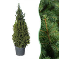 Picea glauca Conica (petit sapin de Noël) – Ø26 cm, 110 cm de haut