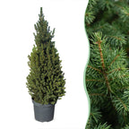 Picea glauca Conica (petit sapin de Noël) – Ø26 cm, 110 cm de haut