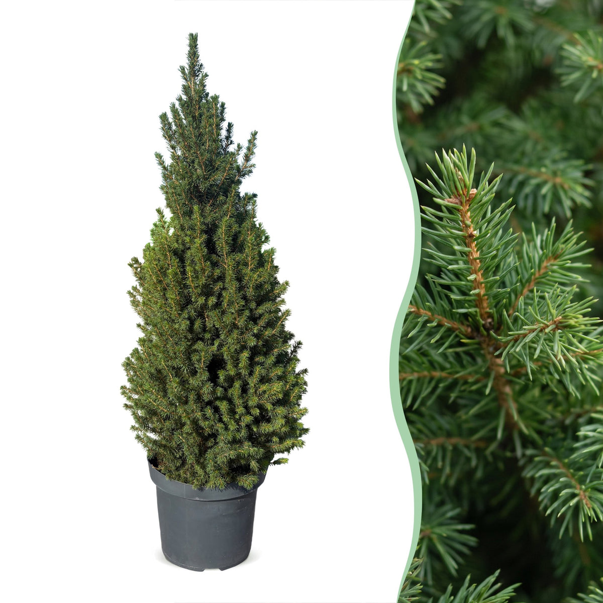 Picea glauca Conica (petit sapin de Noël) – Ø26 cm, 110 cm de haut