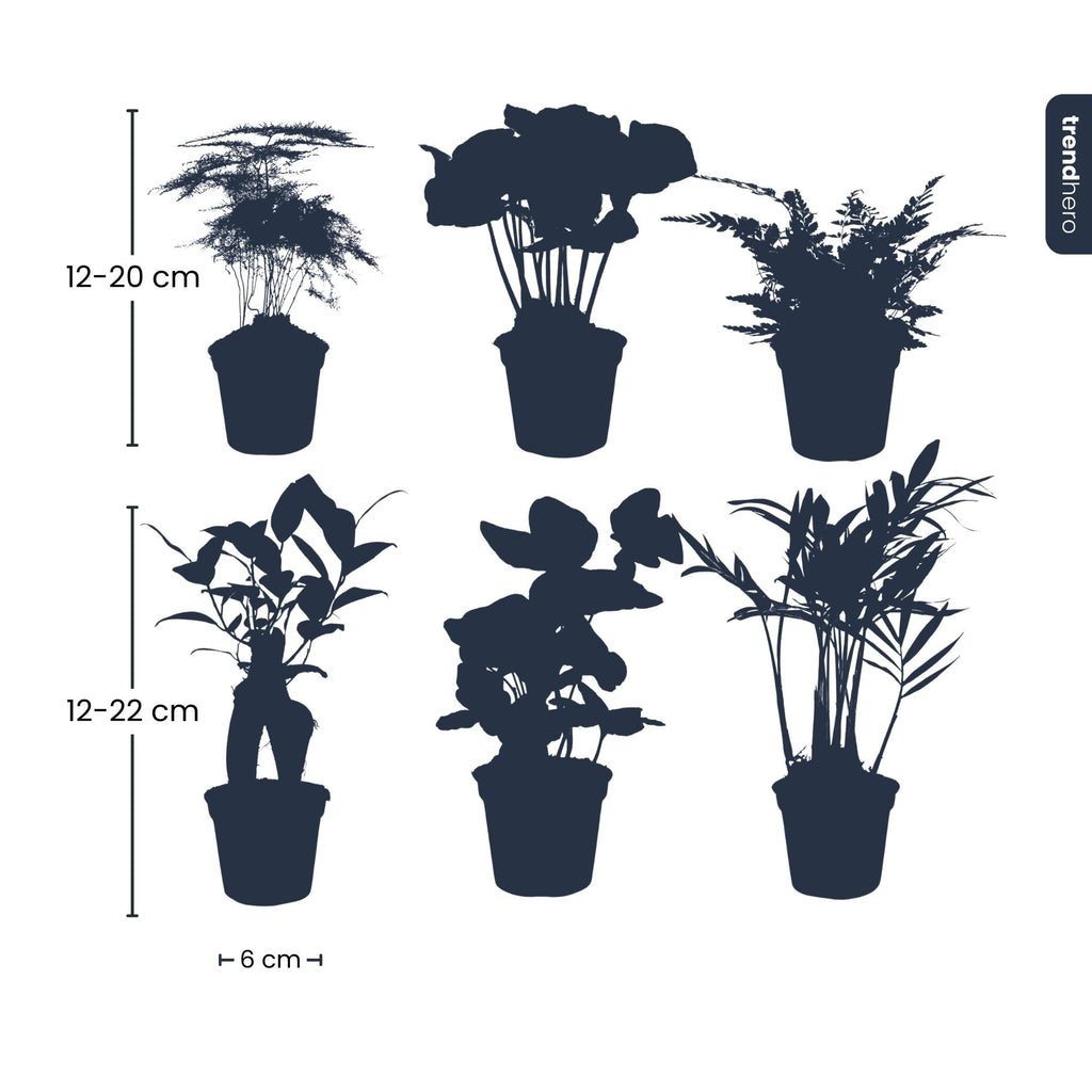 Plantenmix – Ø6 cm
