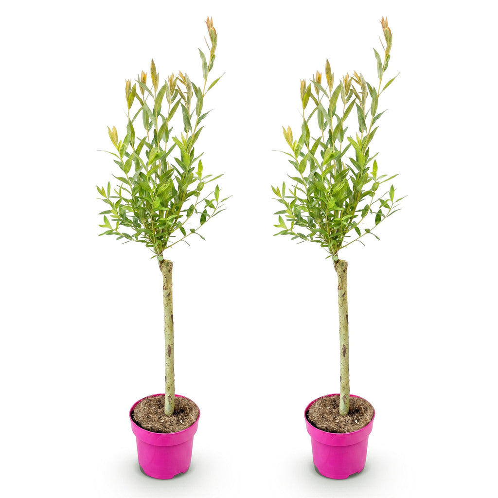 Salix 'Flamingo' (saule) – 2 plants, Ø17 cm, 70–80 cm de haut – photo 2