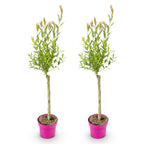 Salix 'Flamingo' (saule) – 2 plants, Ø17 cm, 70–80 cm de haut