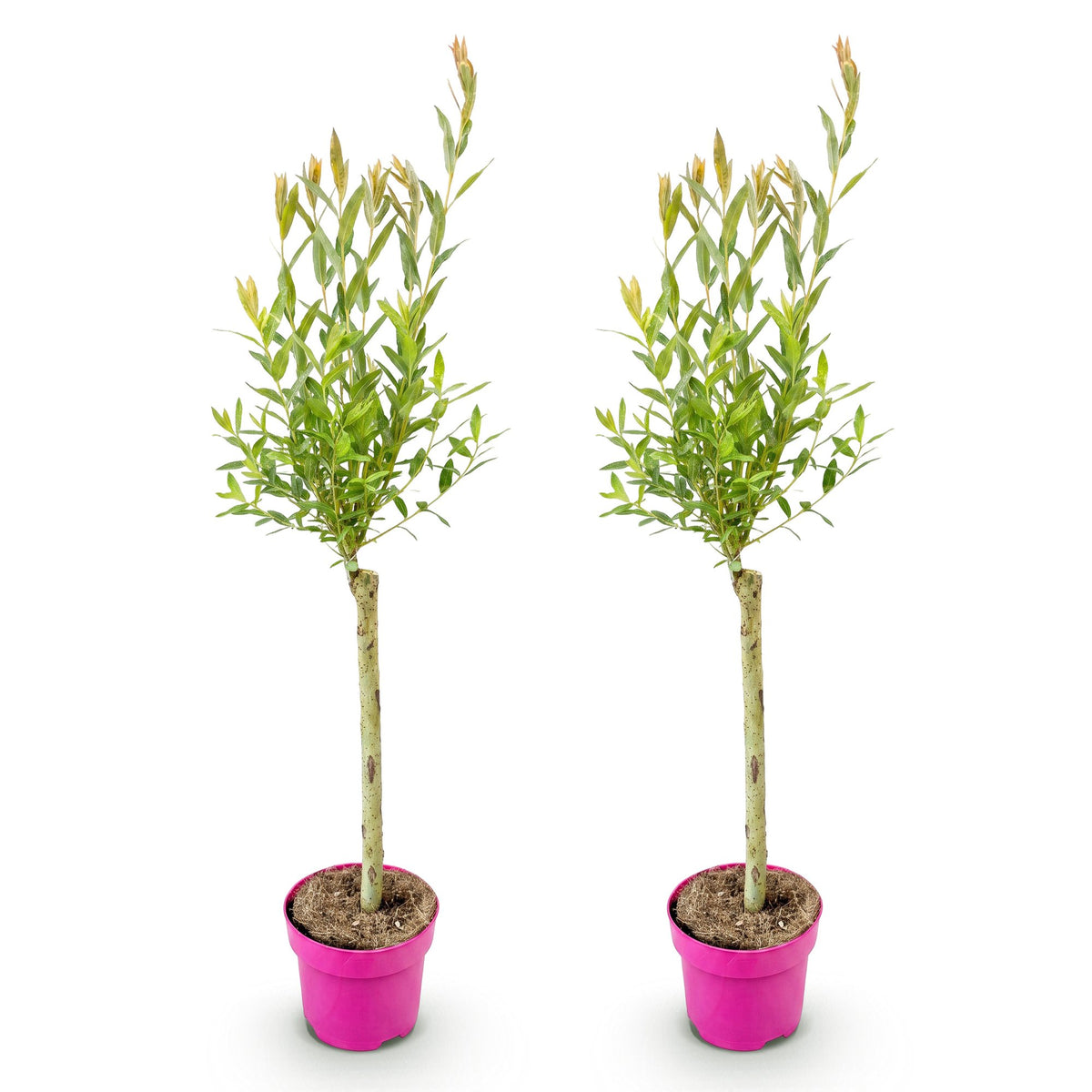 Salix 'Flamingo' (saule) – 2 plants, Ø17 cm, 70–80 cm de haut – photo 2