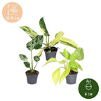 3× jeunes plantes Tropical Mix – Ø6 cm, 10–15 cm de haut