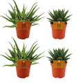 2× Aloe Spider – Ø11 cm, 10 cm high