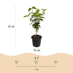 Cornus kousa chinensis (Kornelkirsche) – weiß – Ø 12 cm, 35 cm hoch
