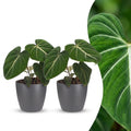2× Philodendron gloriosum in Potter-sierpot grijs – Ø12 cm, 25 cm hoog