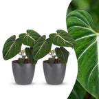 2× Philodendron gloriosum in Potter-sierpot grijs – Ø12 cm, 25 cm hoog