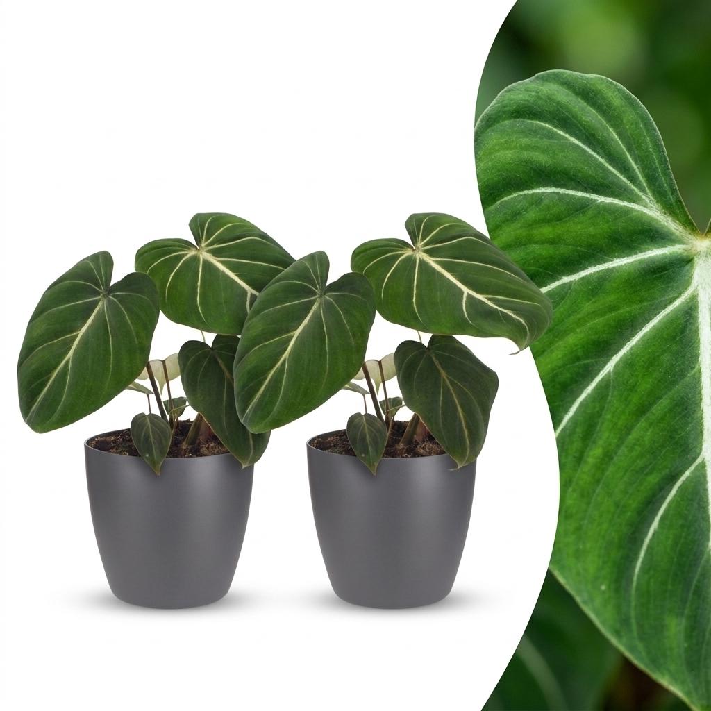 2× Philodendron gloriosum in Potter-sierpot grijs – Ø12 cm, 25 cm hoog