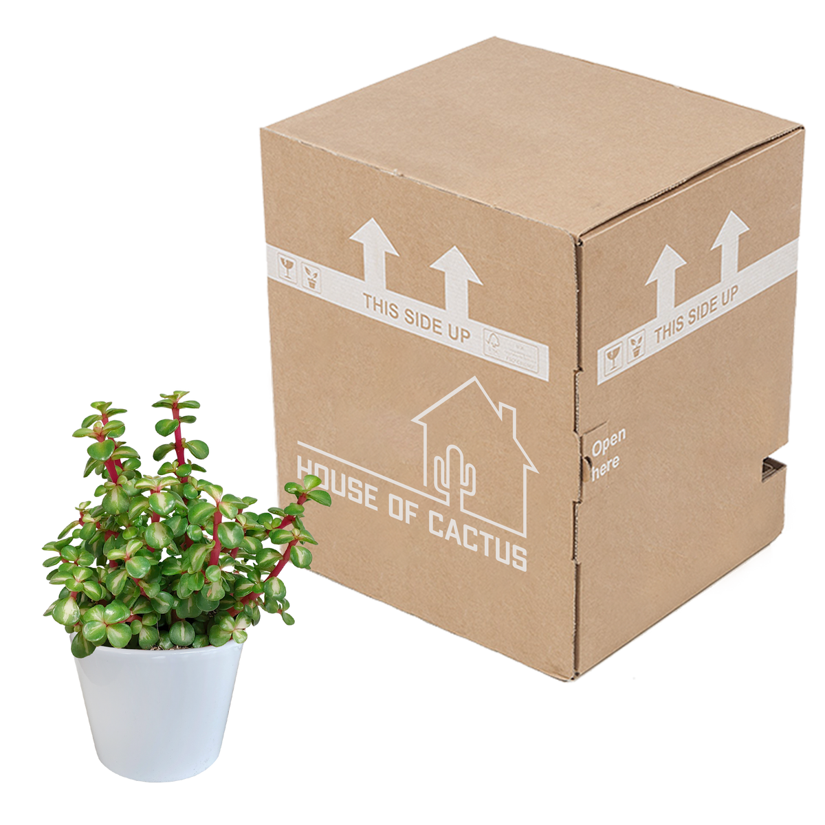 Portulacaria afra mediopicta (arbre à saucisses) dans un pot blanc – Ø11 cm, 25 cm de haut – photo 3
