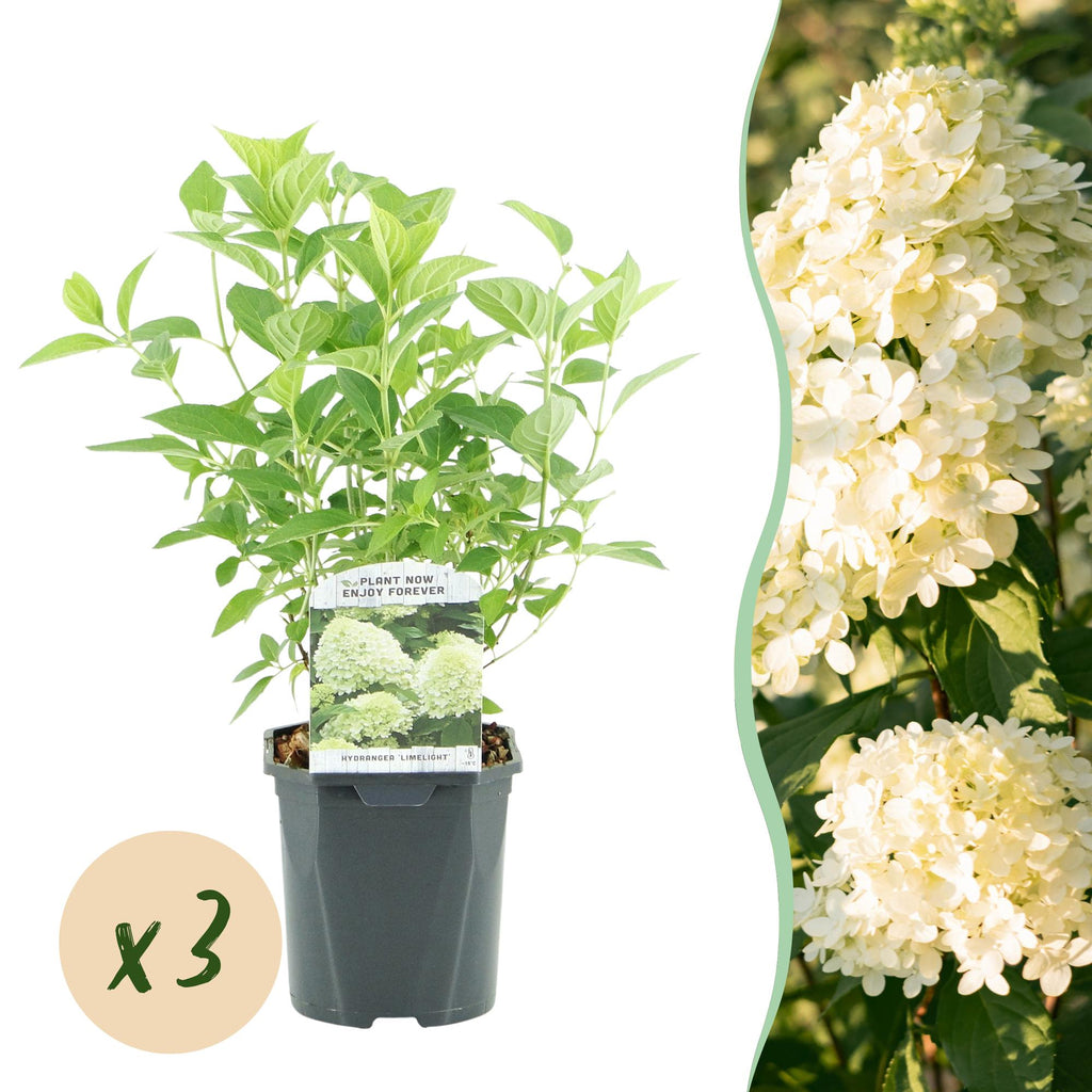 Hydrangea paniculata 'Limelight' (hydrangea) – white-cream – 3 plants, Ø17 cm, 50 cm high