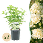 Hydrangea paniculata 'Limelight' (hydrangea) – white-cream – 3 plants, Ø17 cm, 50 cm high