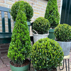Ilex-Pyramide (Stechpalme) – Ø 21 cm, 55 cm hoch