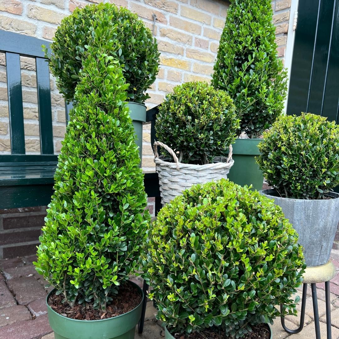 Ilex-Pyramide (Stechpalme) – Ø 21 cm, 55 cm hoch – Bild 3