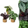 3× Babyplanter Jungle Mix incl. Linnea Honey – Ø6 cm, 10–15 cm høje
