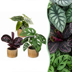 3× Babyplanter Jungle Mix incl. Linnea Honey – Ø6 cm, 10–15 cm høje