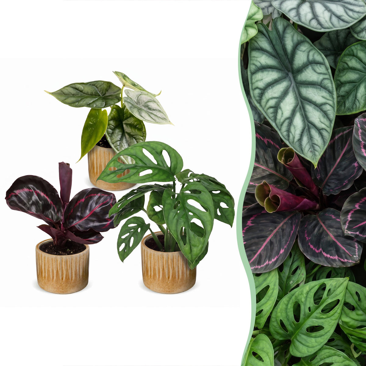 3× Babyplanter Jungle Mix incl. Linnea Honey – Ø6 cm, 10–15 cm høje