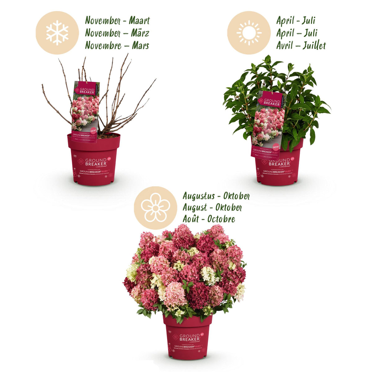 Hydrangea panniculata 'Groundbreaker Ruby' (pluimhortensia) – rood – Ø14 cm, 20–25 cm hoog