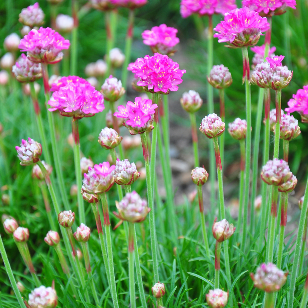 Armeria m. 'Splendens' (Armérie) – 6 plantes, Ø9 cm, 10–25 cm de haut – photo 7