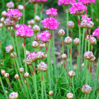 Armeria m. 'Splendens' (Armérie) – 6 plantes, Ø9 cm, 10–25 cm de haut