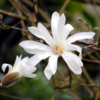 Magnolia stellata – weiß – 3 Pflanzen, Ø 12 cm, 30 cm hoch
