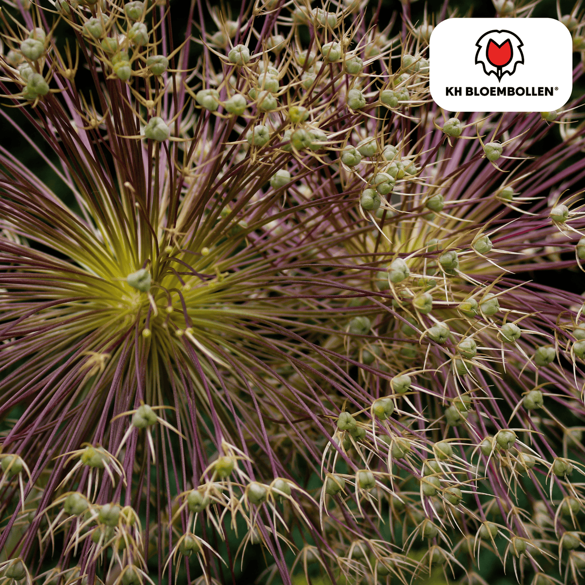 Oseille décorative (Allium schubertii) – 5 bulbes